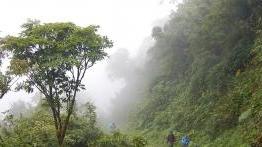 L和scape View of a dense foggy jungle
